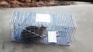 hp302กรงดักแมวCatTrap4You Size XL เหล็กเส้นชุบกาวาไนท์กันสนิม สามารถพับได้ จับแมวจรจัด จับแมว ดักจับแมว ดักจับแมวจร ไล่แมวถาวร ปลอดภัยต่อคนและสัตว์ ใช้งาน จับได้จริง ไล่แมวแบบถาวร แข็งแรง ทนทาน ทนแรงกระชาก กรงแมว กับดักแมว