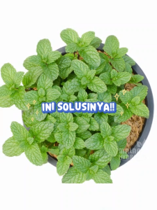 Benih Mint Peppermint Unggulan berkualitas biji daun pepper min herbal bibit hydroponik hidroponik tanah