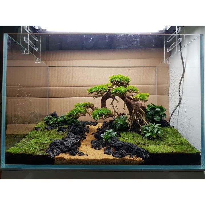 bonsai supplies Complete Bonsai Set | GREEN main image 1