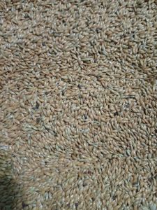 Biji Kenari Kenari seed Polos Kemasan 500 g Pakan Burung Kenari BranjanganFinch dll.