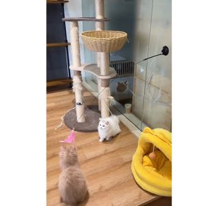 Mainan Bulu Tongkat Lentur Bisa Di Lepas Pasang Untuk Kucing & Anjing Dengan Suction Cup/Cat Teaser Stick HHG