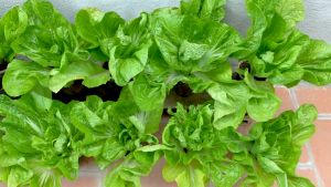 VALUE PACK (750 SEEDS) MUSTASA SEEDS/MONTEVERDE VARIETY/FOR PLANTING/HIGH YIELDING