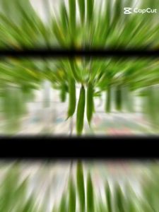 hạt)Hạt Giống Mướp Hương Siêu Trái F1-Dễ Trồng &Năng Suất Cao-Tổng kho hạt giống giá rẻ (Gói 15