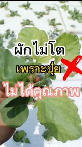 ปุ๋ยแห้ง AB สูตรธรรมดา 10 ลิตร