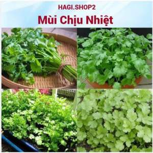 Combo 3 bịch Hạt giống Rau Ngò rí chịu nhiệt dễ trồng