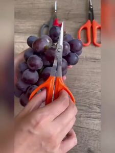 กรรไกรเหล็กกล้าไร้สนิม หัวโค้งมีปากคีบ ฟีเจอร์หลายอย่าง เฉพาะปรับผลองุ่นผลไม้ผัก