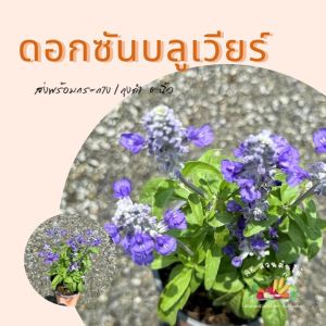 ต้นบลูซัลเวีย ใส่ถุงเพาะชำ 5 นิ้ว ดอกสีฟ้า ไม้ดอกไม้ประดับ มีดอกแล้ว