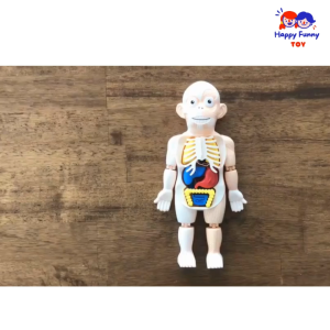 TOY😊พร้อมส่ง💯 หนังสือร่างกายมนุษย์ แถมฟรี!!! โมเดลร่างกายมนุษย์ 💪 โมเดลอวัยวะ 🦵 ของเล่นแนววิทยาศาสตร์ 🧠 Human Body Model 👀 Anatomy