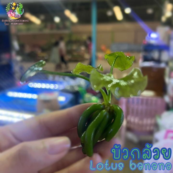เธเธฑเธงเธเธฅเนเธงเธข Lotus banana๐ฑ๐ ๐ง | Lazada.co.th
