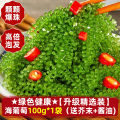 Green Sea Grape Freshly Preserved for Children Instant Swell Fish Roe Snack Low Fat High Protein Healthy Seafood Treat. 