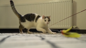 【🔥🔥SG SPOT】12-Pcs Set Cat Toy Multifunctional Kitten Training Fishing Rod Play Toy Three-Stage Retractable Cat Teaser