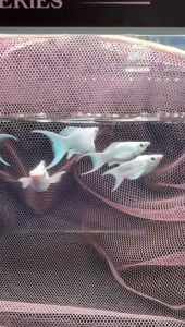 5pcs Platinum Balloon Molly Fish/ Livefish/ Freshwater