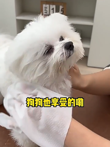 【SG Seller】Pet Cleaning Gloves 6pcs Plant Formula Bath-free & Blow-dry-free Pet Wipes Cat Wipes Dog Wipes