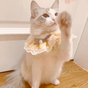 Kalung Collar Anjing / Kucing Peliharaan Bahan Lace Motif Bunga Dapat Dipakai Ulang