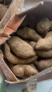 Sét 5kg Khoai Sâm đất Lào Cai (size to 4-5củ/1kg)