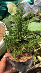 Tanaman Herbal Rosemary Pengusir Nyamuk Rosemari Rosemarry Daun Rosemary