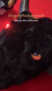 Bantengan Kayu Jumbo Berkualitas Premium: Mainan Kesenian Tradisional Anak