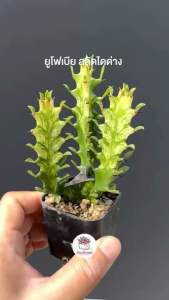ยูโฟเบีย สลัดไดด่าง Euphorbia Trigona variegata กระบองเพชร แคคตัส ไม้อวบน้ำ