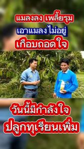 ชุดปุ๋ยน้ำแมกม่าลาวา บำรุงใบ บำรุงผล สารเสริมประสิทธิภาพ ช่วยกำจัดเรื่องเพลียเมื่อหนอน ใบรูปแบบบริบท คุณภาพ 24 บรรจุภัณฑ์ นำเสนอแบบแมวเป็นเดียวกับราคา