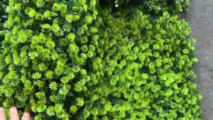 หญ้าแผ่นผสมเฟิร์น KWD ขนาด 40×60cm จัดสวนแนวตั้ง