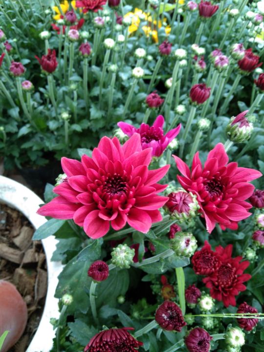 Malaysian Mums with FREE fertilizer Lazada PH