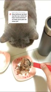 Feline Gourmet 400g Cat Wet Canned Food Cats Snack Sardine Tuna Chicken All Stages Adult Kitten