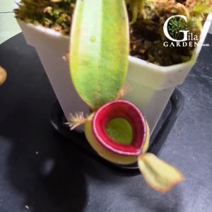 Nepenthes Ampullaria Hot Lips [Monkey Cup Nepenthes][Carnivorous Plants][GILAGARDEN]