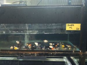 ikan mas koki panda ( ML)