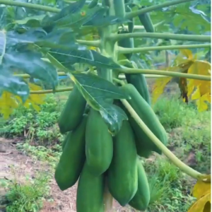 เมล็ดพันธุ์มะละกอแขกดํา