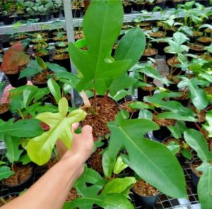 Philodendron Squamiferum / Tanaman Philo