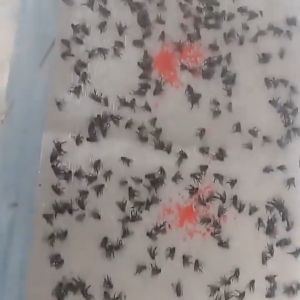 10/20/30/50pcs High Quality Sticky Glue Paper Fly Flies Trap Catcher Bugs Insects Catcher Board