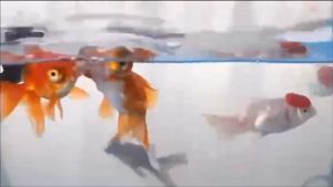 อุปกรณ์ตู้ปลา เครื่องให้อาหารปลาอัตโนมัติ Petrobot PF-1 เชื่อมต่อWIFIได้ สั่งการผ่านโทรศัพท์ ให้อาหารอัตโนมัติ