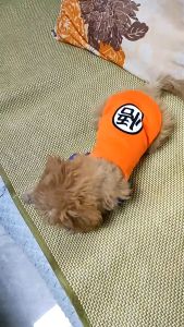 Baju Kucing Anjing Lucu Kartun Pakaian Hewan Peliharaan T-shirt Anjing Musim Panas Semi