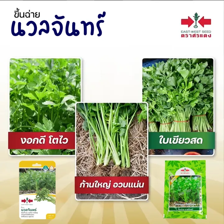 เมล็ดขึ้นฉ่าย นวลจันทร์ ตราศรแดง 2,000 เมล็ด ต้นแข็งแรง ทนโรค