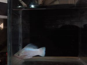 ikan hias aquarium molly platinum white rainfil body panjang