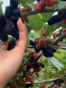 Bibit Murbei / Murbai Murah Super Genjah