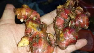 JAHE MERAH MEDAN SEGAR 1 KG