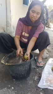 Buah Sawo Mentah 1 Kg – Buah Segar Pilihan Cocok untuk Simpan Lama Olahan Tradisional