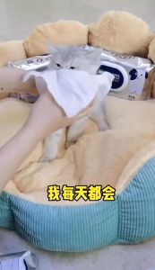 GATA Thick Large Pet Wet Wipes 80pcs Grooming Tissue Aloe Vera Extract EDI Antibacterial Alcohol-Free Disposable