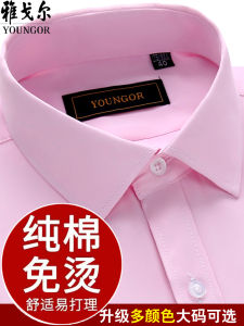 เสื้อเชิ้ตแขนยาวผู้ชาย Pure Cotton Wedding Pink ไซส์ใหญ่ ฤดูใบไม้ร่วง 2024 แบรนด์ Youngor ผ้าฝ้ายผสมโพลีเอสเตอร์