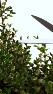 Tiger Aluminium Handle Hedge Shear/Telescopic Handle Hedge Shear