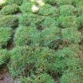 rumput Peking atau rumput Jepang 1 meter persegi. 
