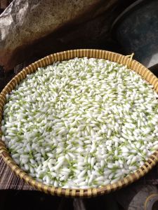 MELATI IMITASI BELUM DI RONCE || KELOPAK PUTIH || ISI 100 PCS