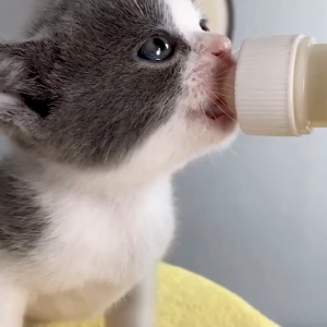 【COD】Botol Susu Kucing & Anjing Premium 60ml dengan Dot Khusus | Aman untuk Bayi Hewan Bahan Berkualitas