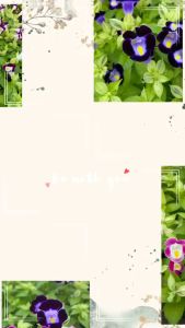 เมล็ดพันธุ์ ดอกแววมยุราคาวาอี่คละสี2000เมล็ด