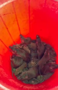 Dung Dịch Xịt Đuổi Chuột TOM Công Nghệ Nhật Bản·350ml - Dùng Cho Xe Ôtô Trong Nhà - Nguồn Gốc Thảo Mộc Mùi Hương Dễ Chịu