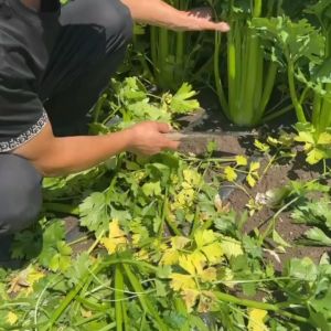 คื่นช่ายยักษ์ เมล็ดพันธุ์คื่นช่ายยักษ์7000 เมล็ด ก้านอวบ โตไว นำเข้าจากต่างประเทศ