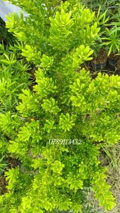 tùng kim cương thuần chủng lá nhỏ khít sáng đẹp -loại kim cương mang giá thành cao nhất