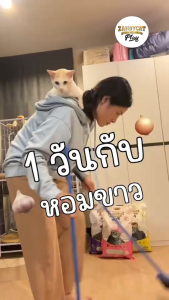 ทรายแมวภูเขาไฟ ZANDYCAT PLAY 10L สูตรอ่อนโยน มีให้เลือก 4 กลิ่น