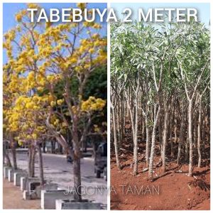 TANAMAN TABEBUYA TINGGI 2 METER / TABEBUYA BUNGA KUNING